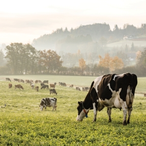 Cows in a field