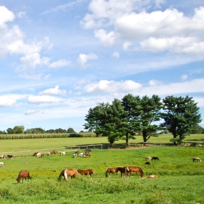 Cows in a green field with trees