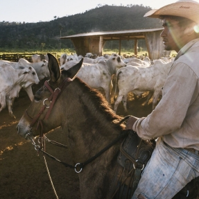 Man riding a horse through a herd of cows