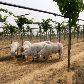 Sheep eating grass in a vineyard