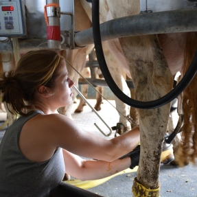 A woman milking a cow