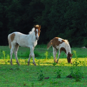 Two horses in a field