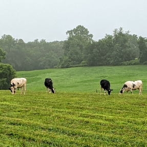 Four cows in a field