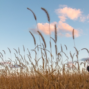 Wheat seen against a blue sky