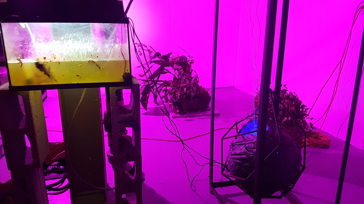 Artist installation showing a fish tank with purple lighting