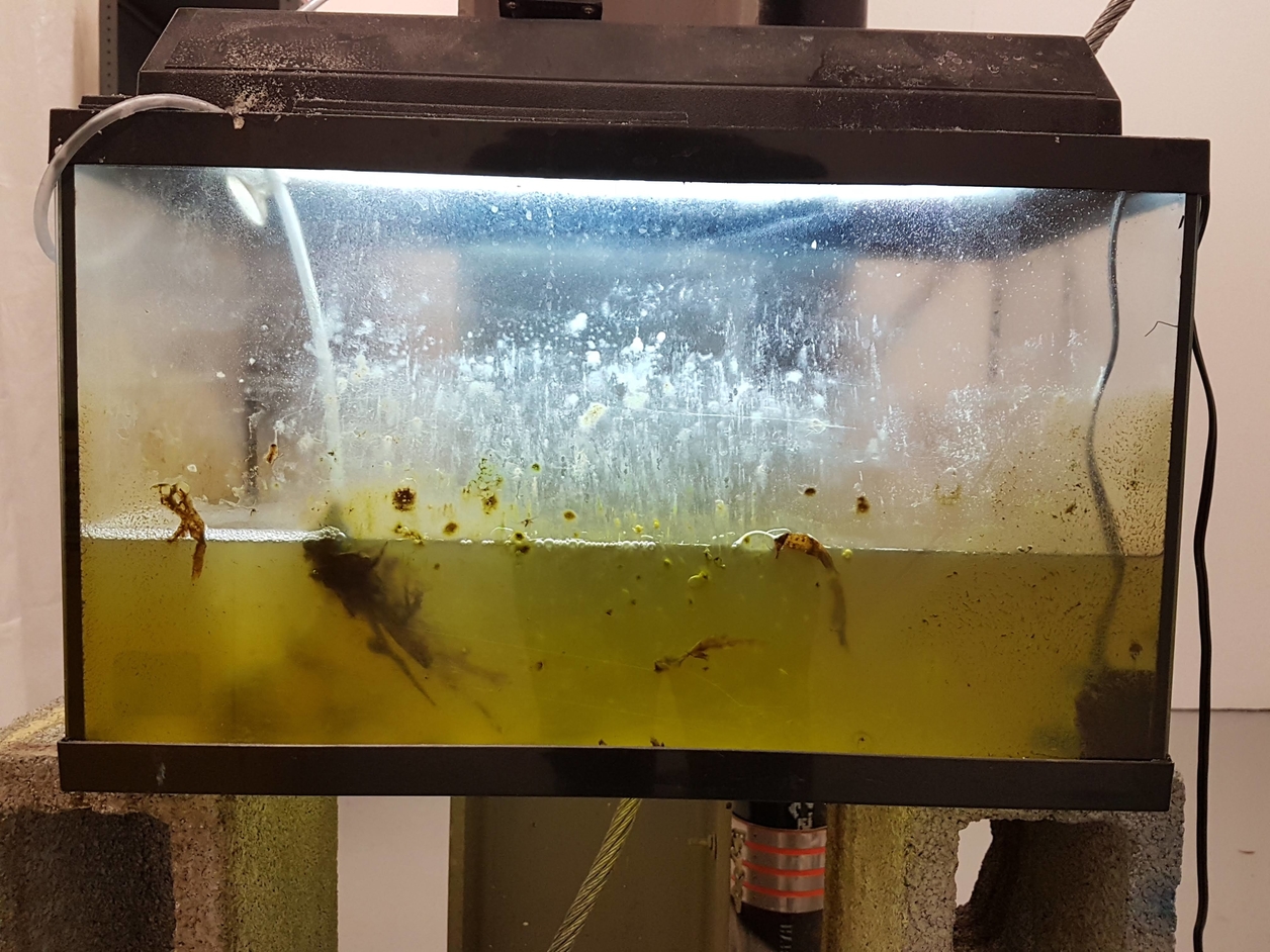 Photo of a fish tank with murky water