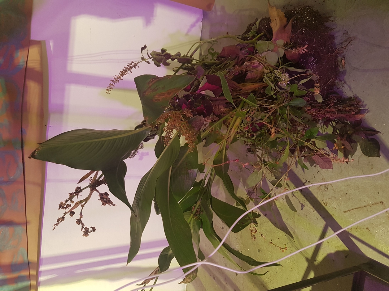 Plant material sitting on a table 