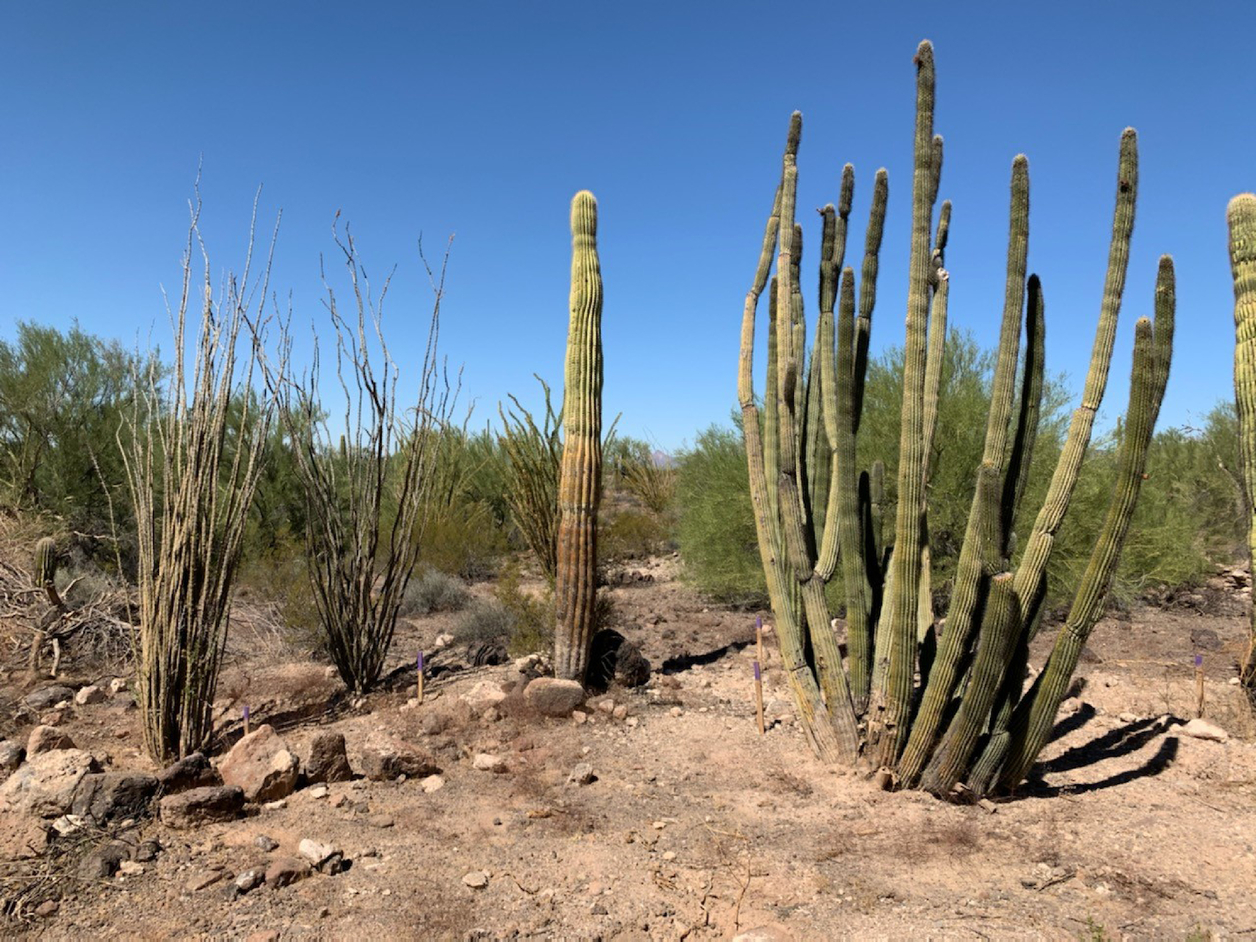 Cactuses in desert