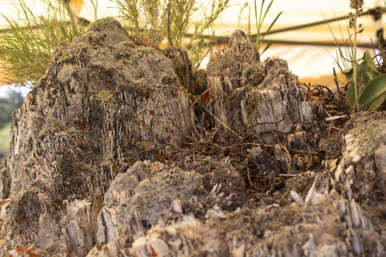 Lichen acts as a consolidantover the top or “crown” of Stump P47 at Florissant Fossil Beds National Monument, preventing fragmen