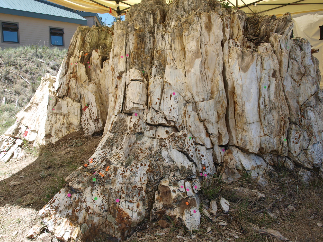 Stump P47 is located near the visitor center at Florissant Fossil Beds National Monument in Florissant, Colorado. It is experien