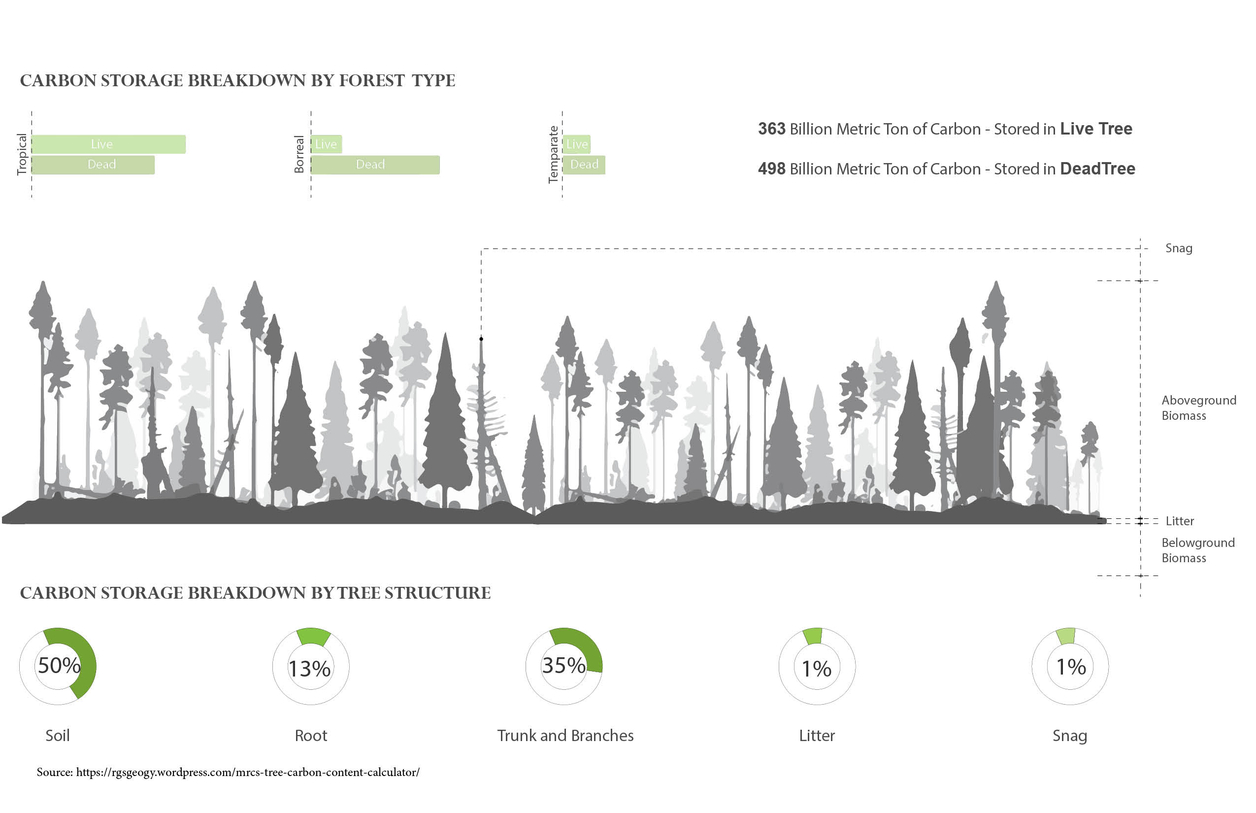 Carbon in the forest