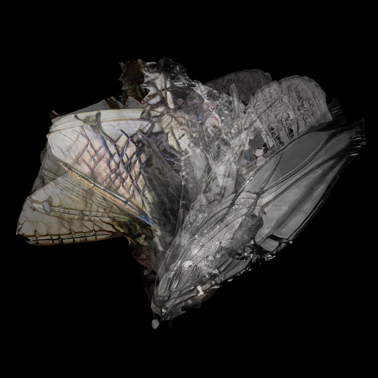 Surreal Object: a hybrid object of AI imagery and 3-dimensional modeling, derived from imagery of insect wings and hummingbirds