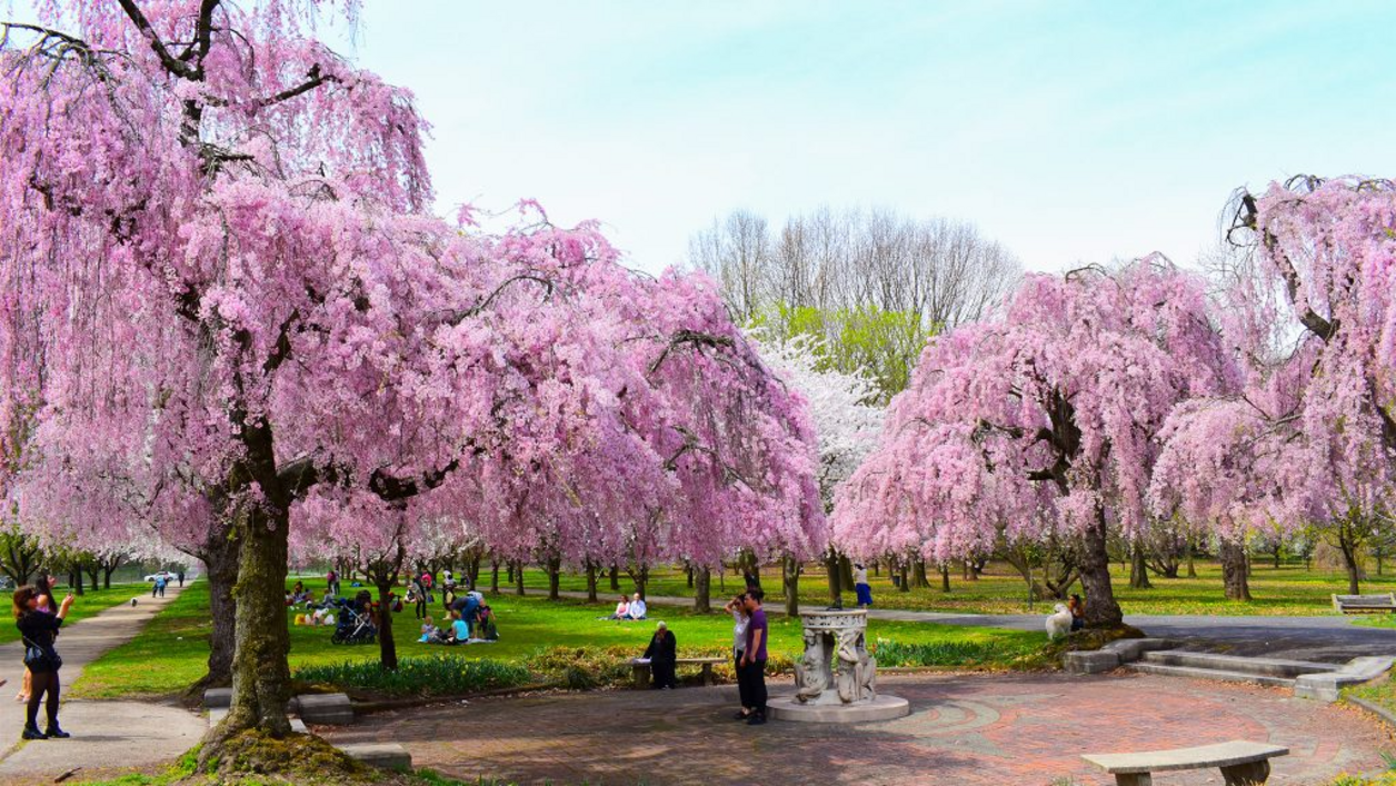 Blooming cherry trees in a park 